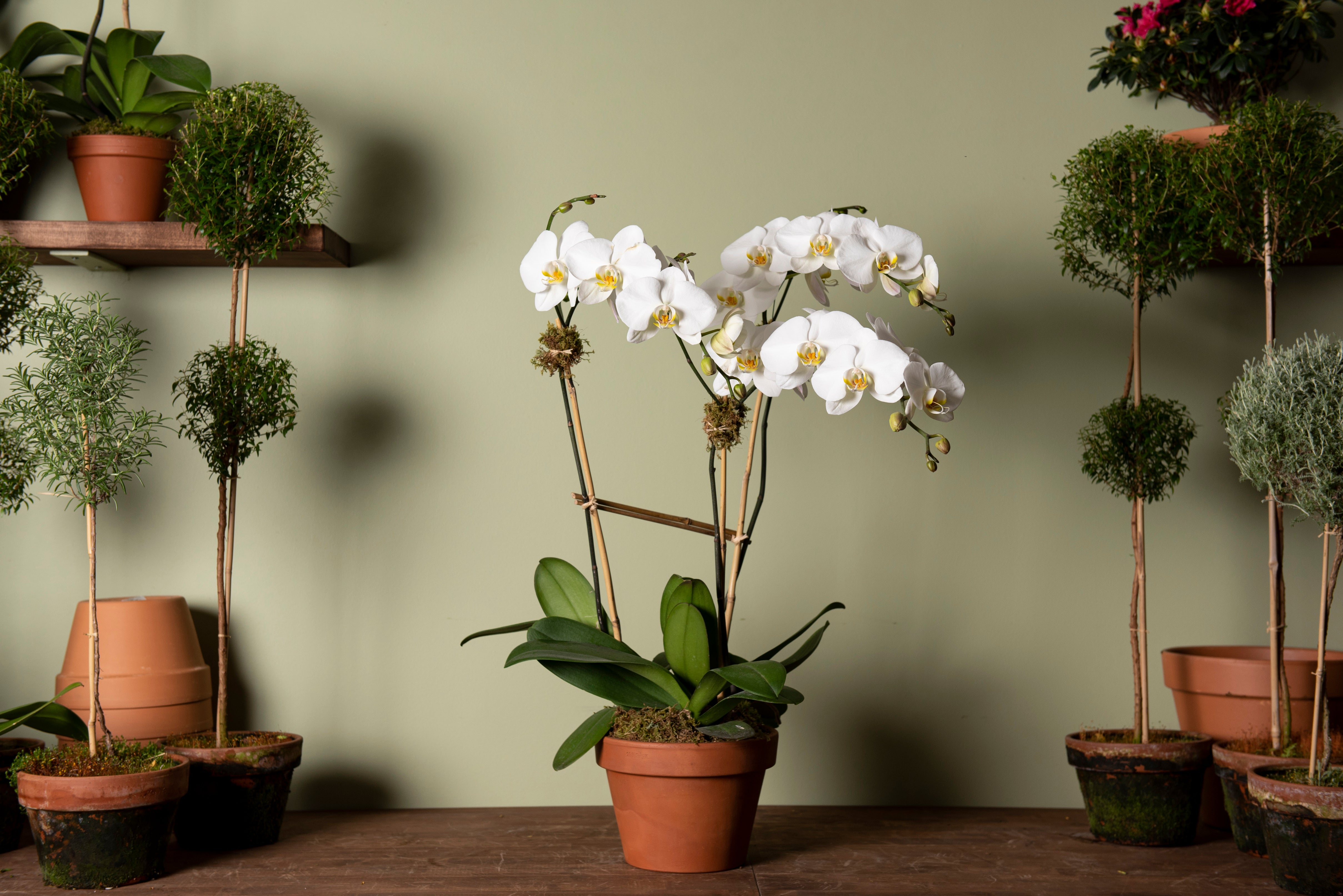 white orchid indoor plant Triple White Orchid Plant – Eros Flowers NYC
