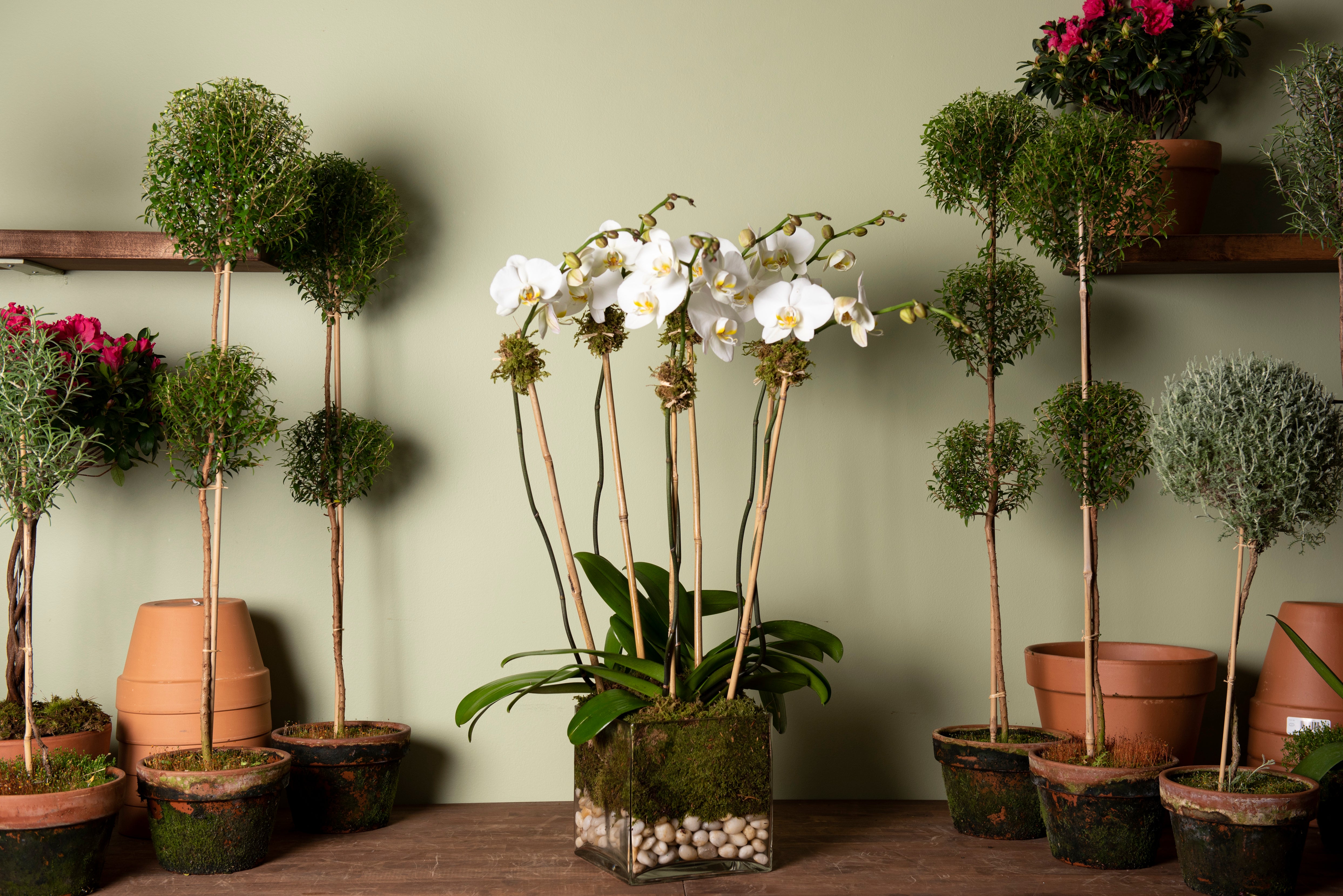 Multistem White Orchid Plant